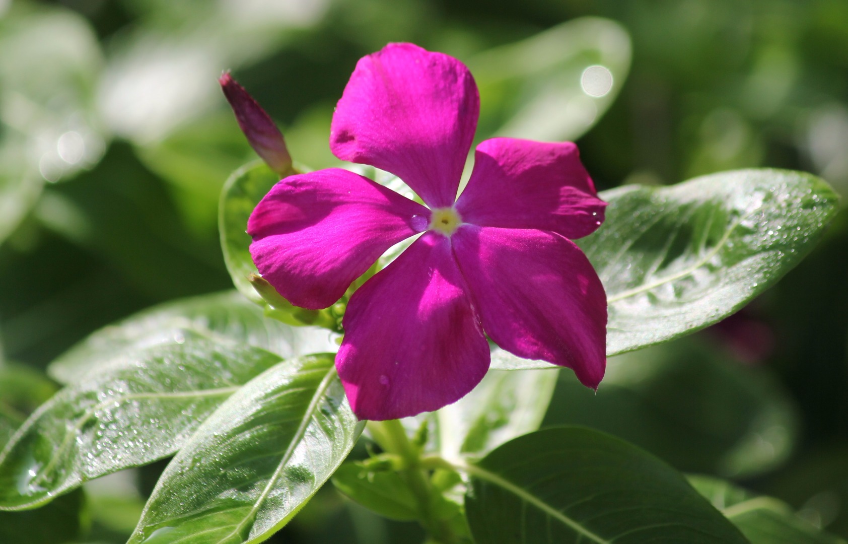 cropped flower.jpg