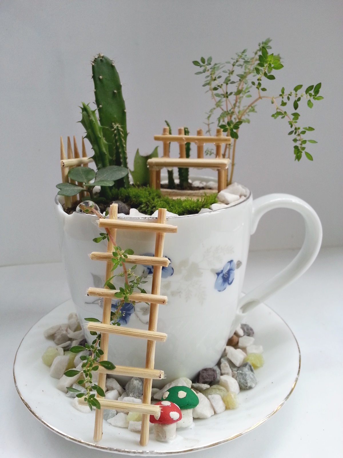 cup garden (2).jpg