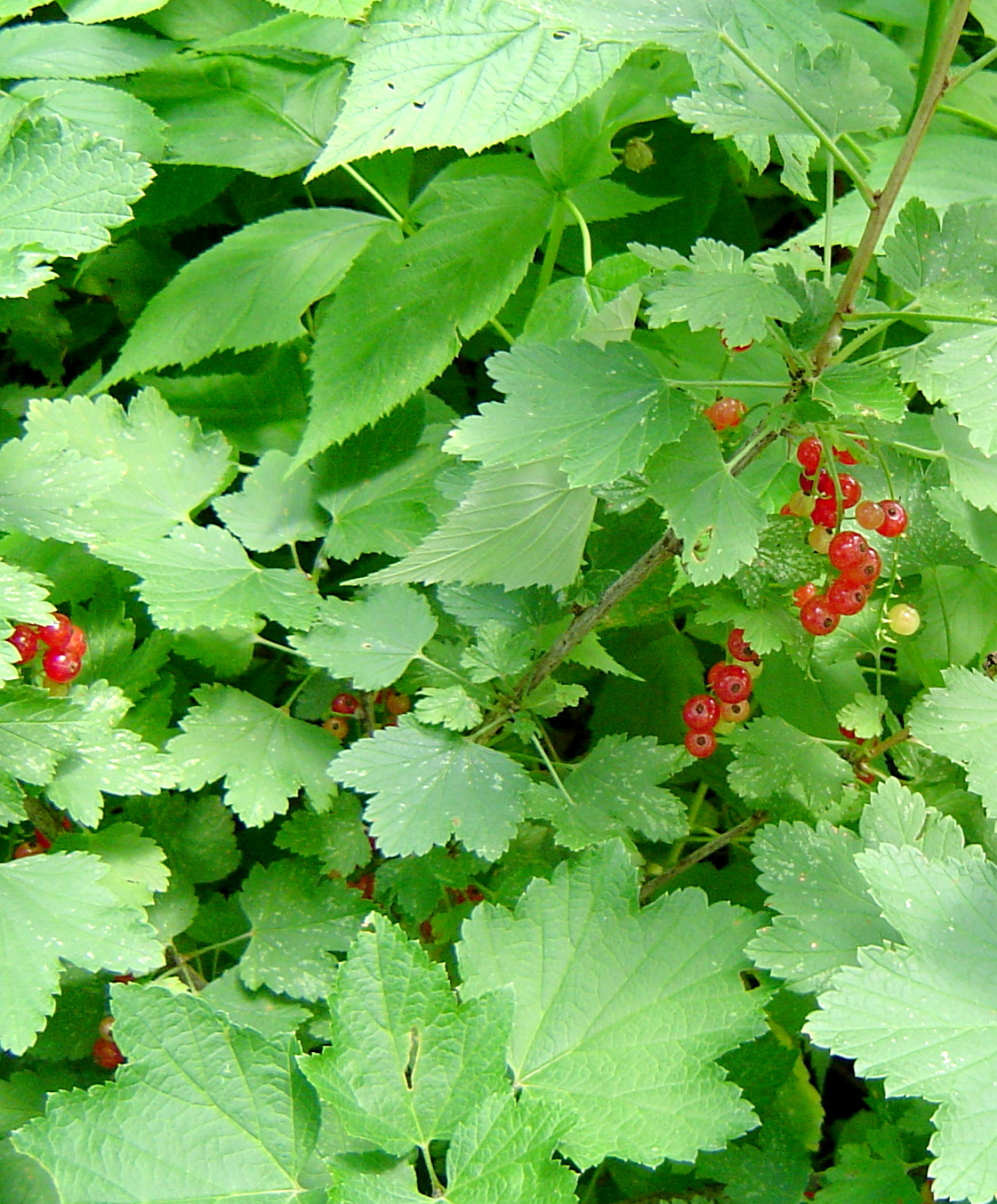 currants cookies 001.jpg