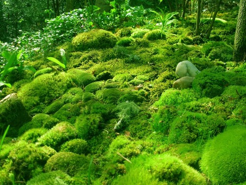 cushion_moss__80731.1357777916.500.659 (1).jpg