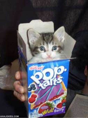 cute_cat_poptarts.jpg