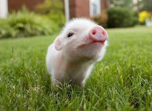 cutepiggy.jpg