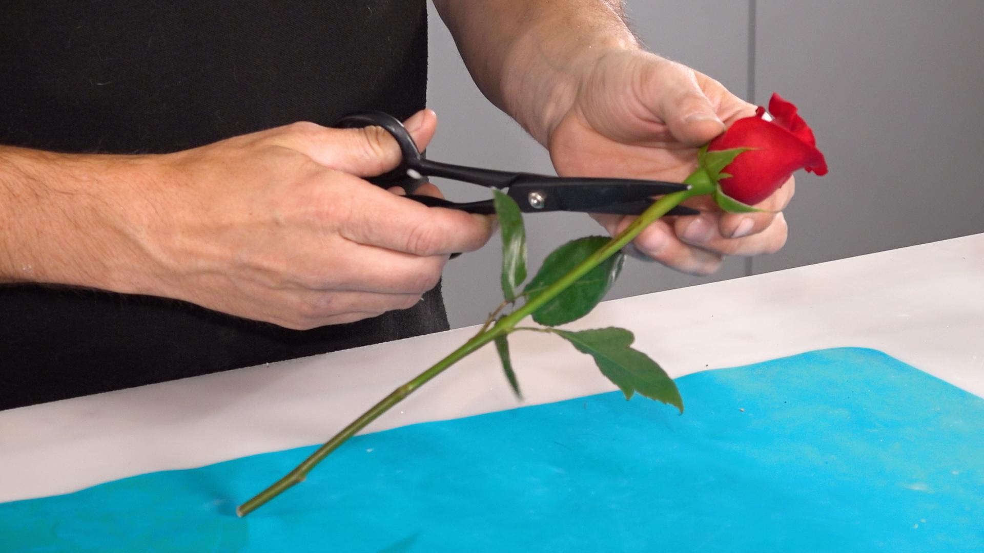 cutting-flower-stem.jpg