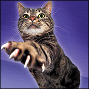 declawing.jpg