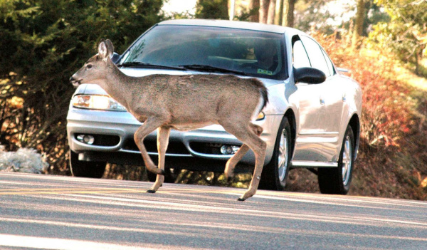 deer collision.jpg