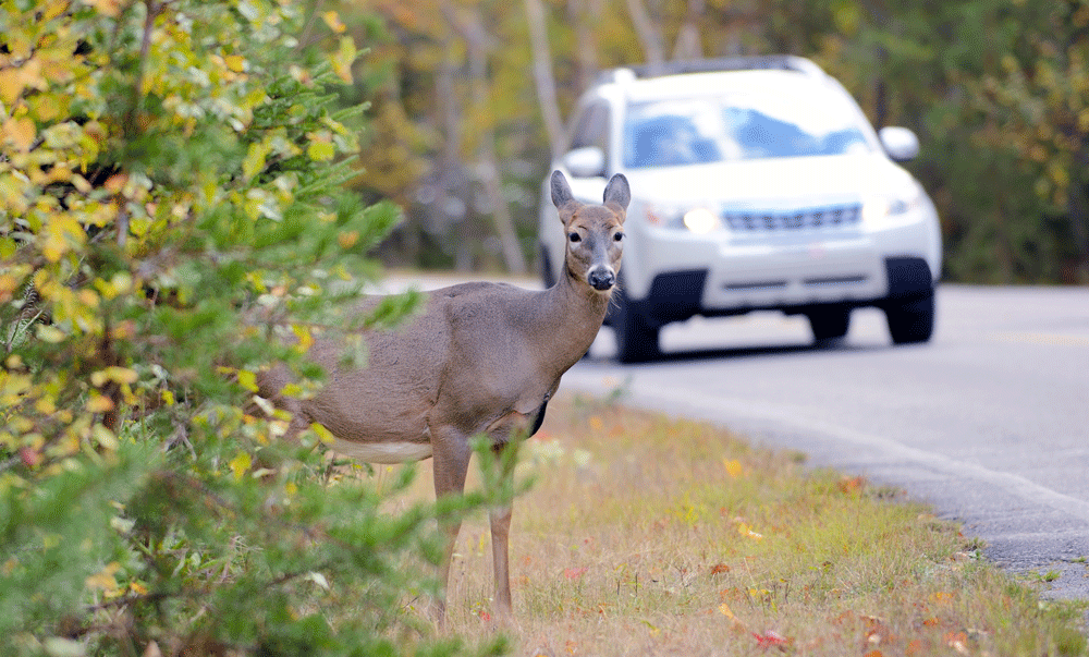 deer-car.png