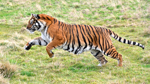 demo_image_in_poly-tiger-300x169.png