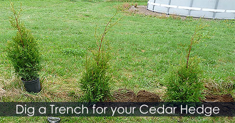 dig-a-trench-cedar.jpg