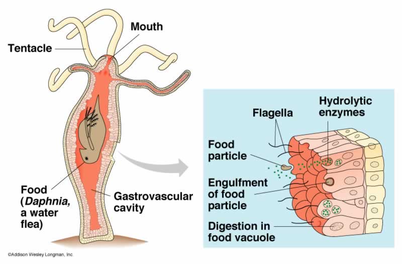 digesthydra.jpg