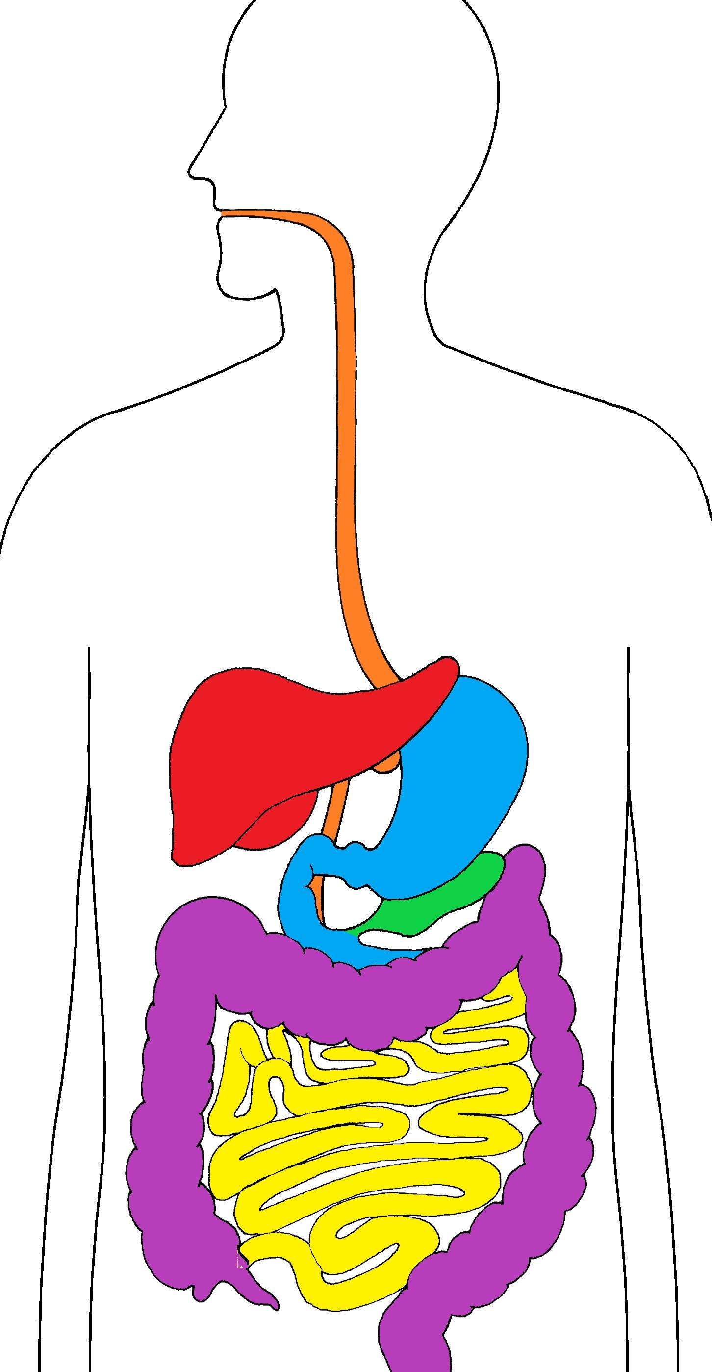 digestive system color.jpeg