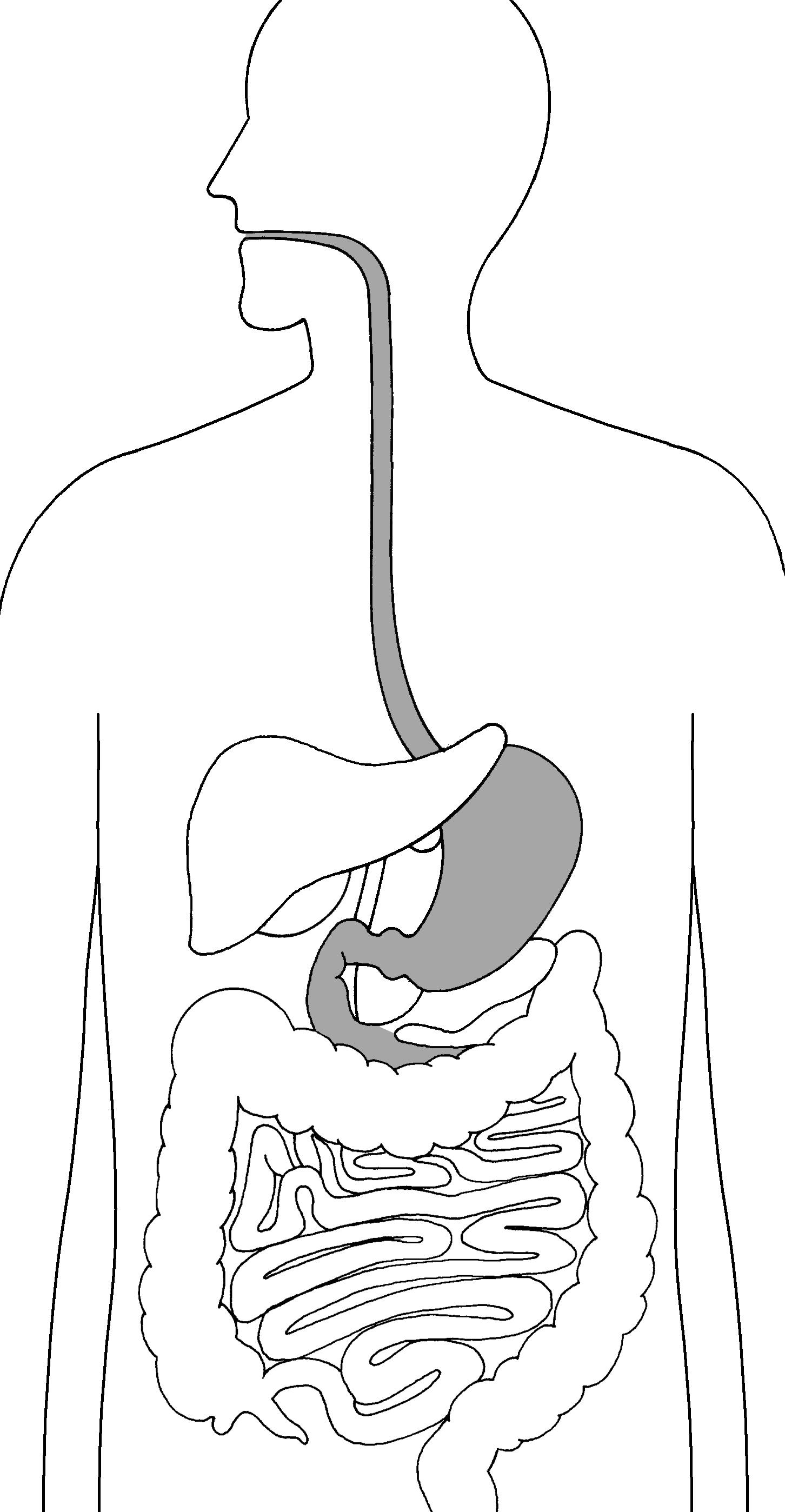 digestive system.jpg