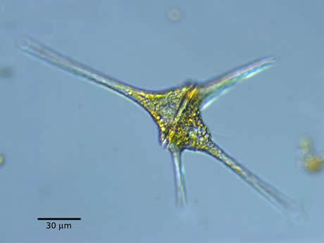 dinoflagellates.jpg