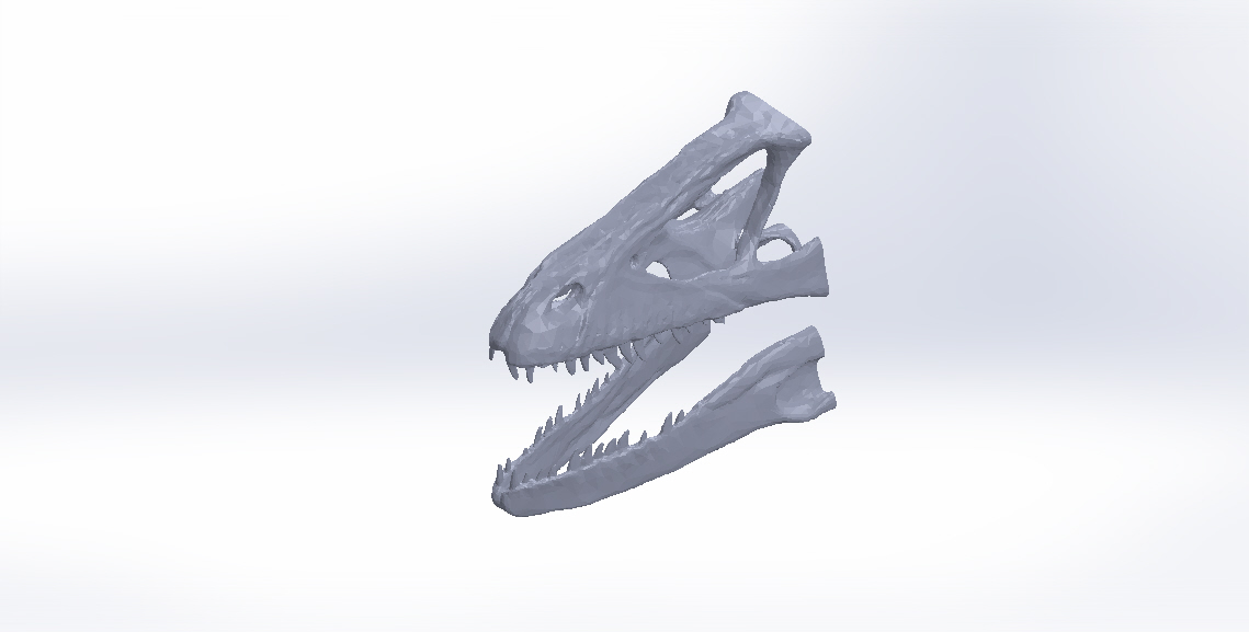 dinoskull_front_fixed_nasal.JPG