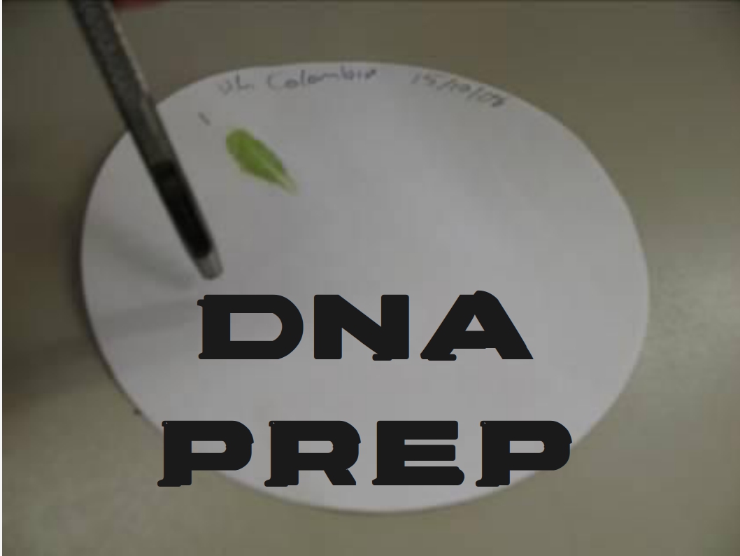 dna title.jpg