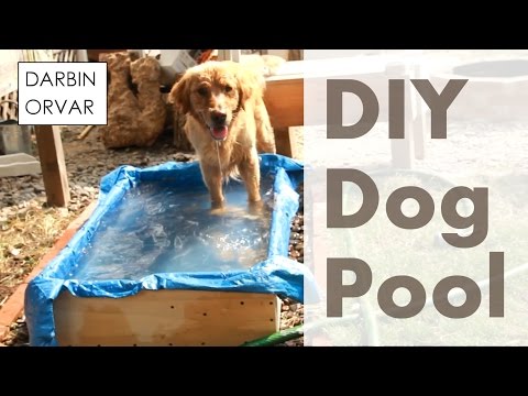 dog pool video