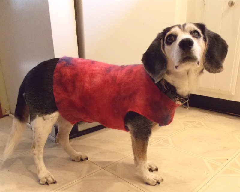 dog-coat-final.jpg