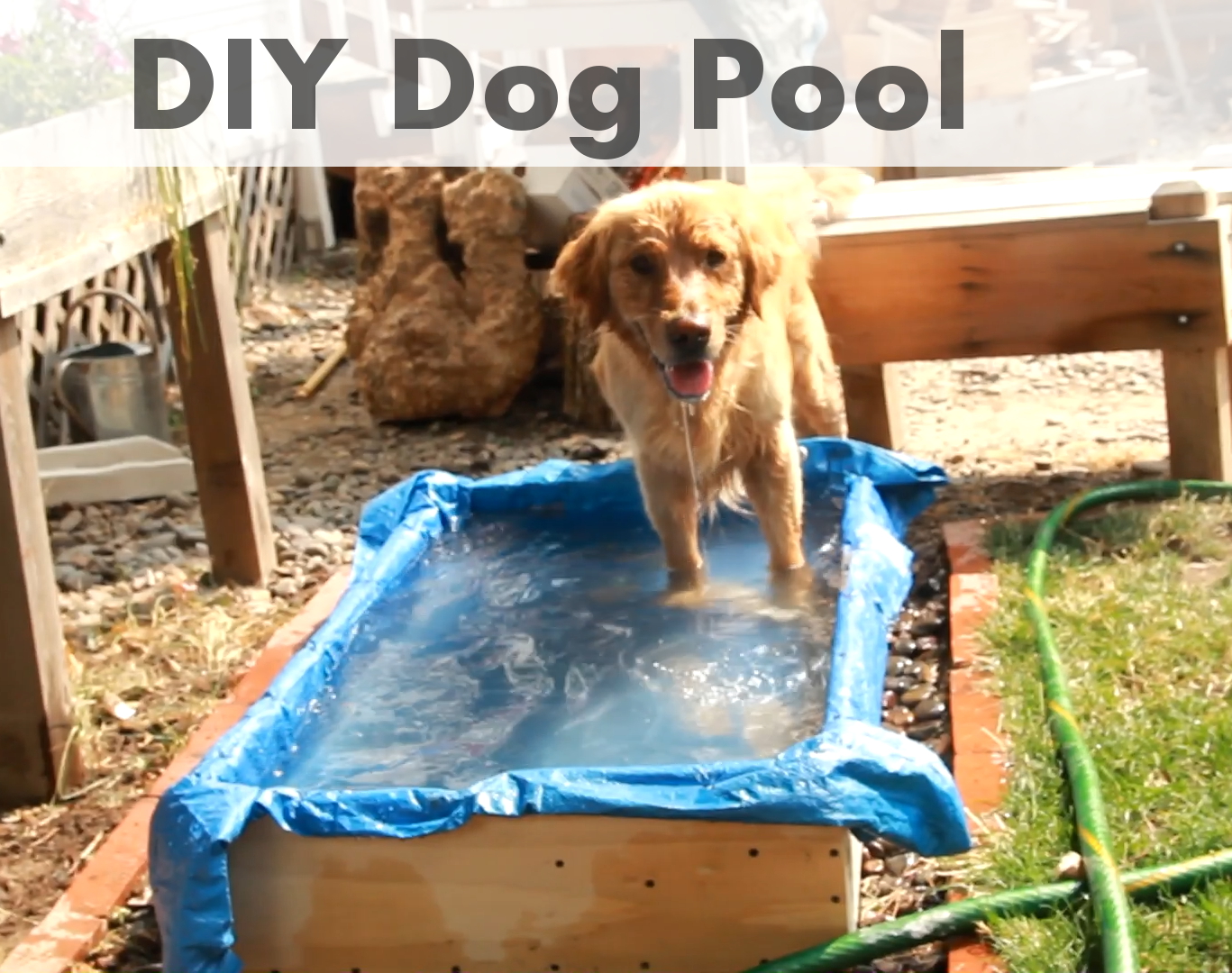 dog_pool_thumb_instructable.jpg