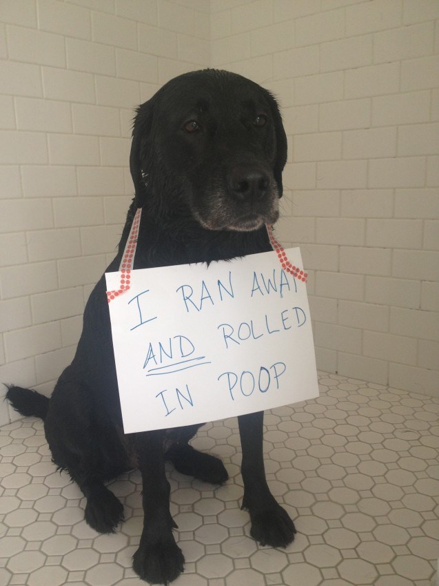 dogshaming.jpg