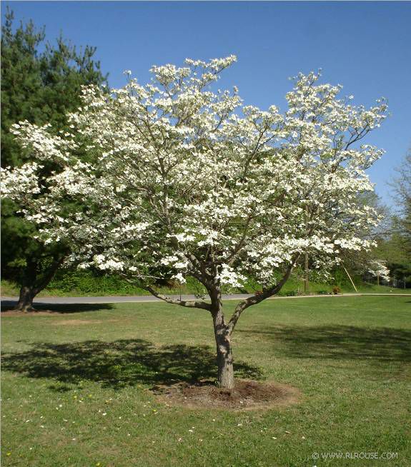 dogwood.jpg