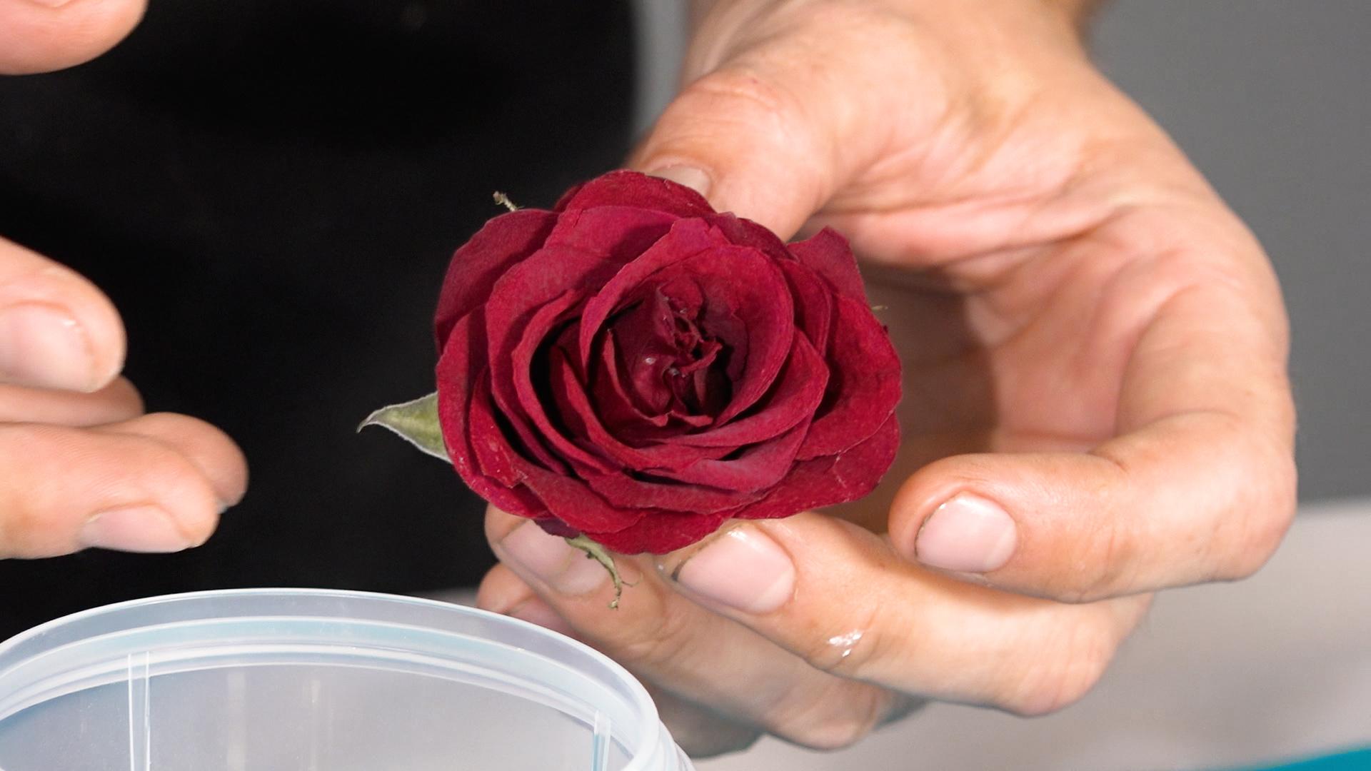 dried-rose.jpg