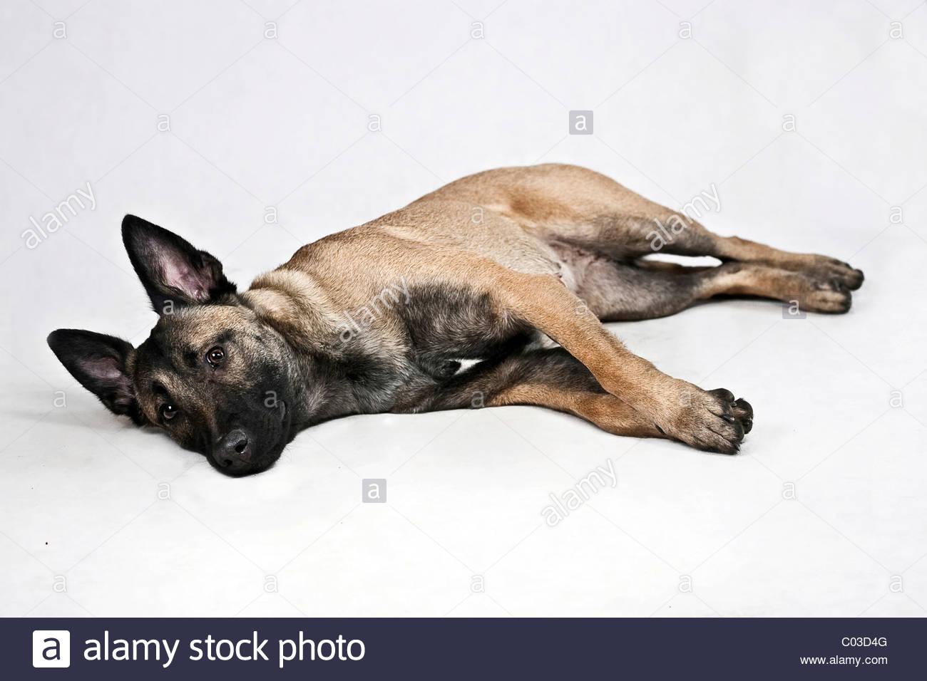 dutch-shepherd-dog-lying-on-its-side-C03D4G.jpg