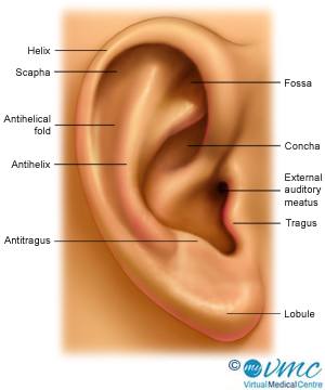 ear_outside_300_myVMC.jpg