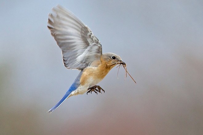 eastern-bluebird_660-660x440.jpg