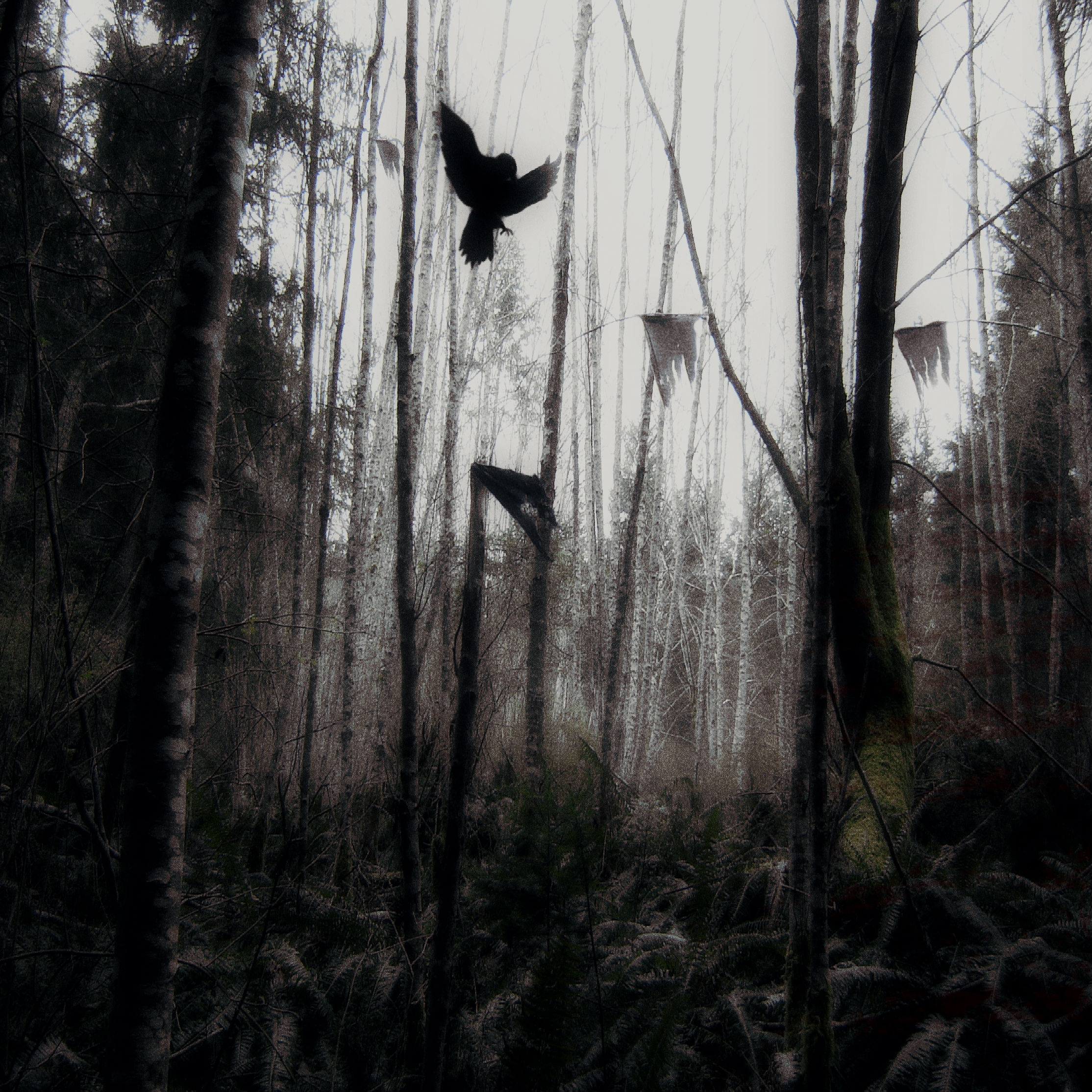 eerie forest.jpg