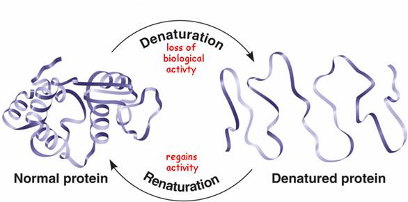 egg white denaturation.jpg