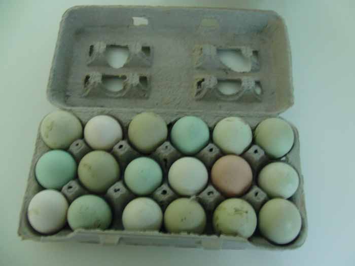 eggs in cartonweb.jpg