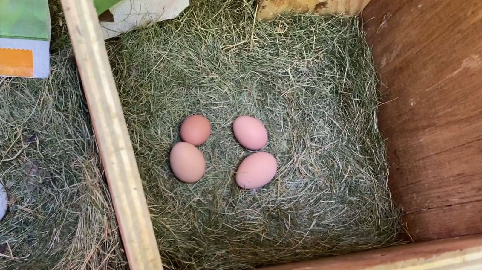 eggs layed.png