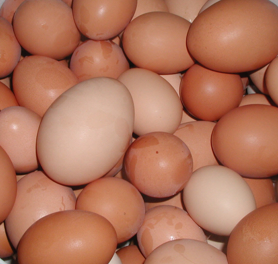 eggs2.jpg