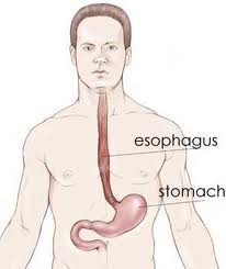 esophagus.jpg