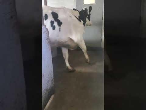 exchange of cows in the parlor