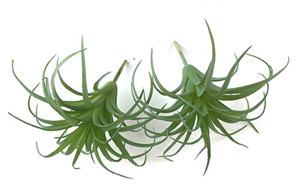 fake plant 3 tillandsia noinfo.png