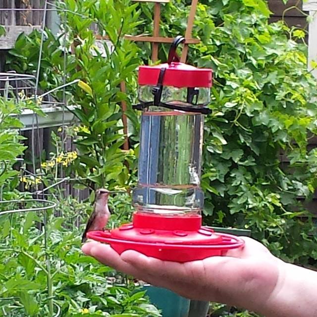 feeder in use.jpg