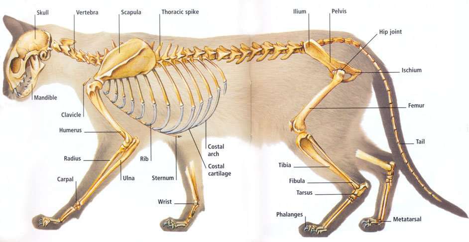 feline-anatomy-skeleton.jpg