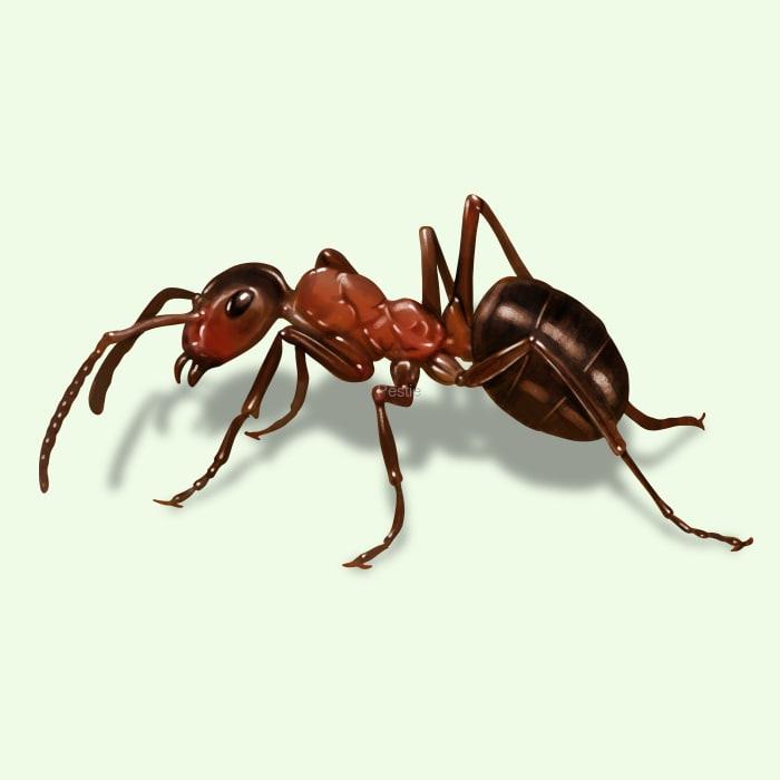 field-ant.jpg