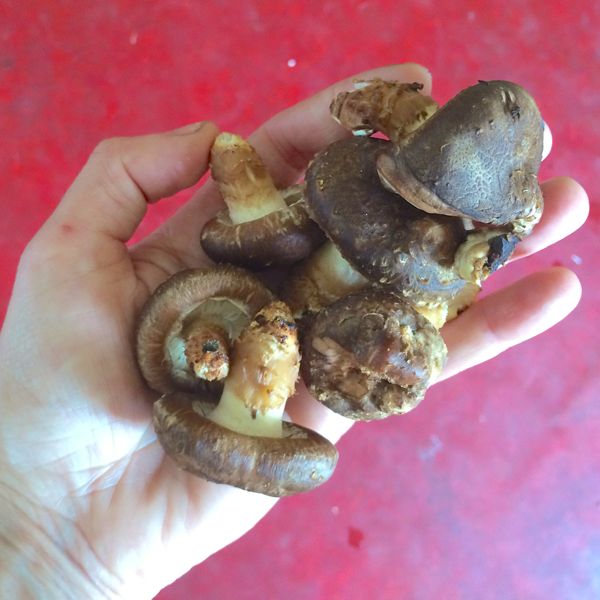 first mushroom harvest.jpg