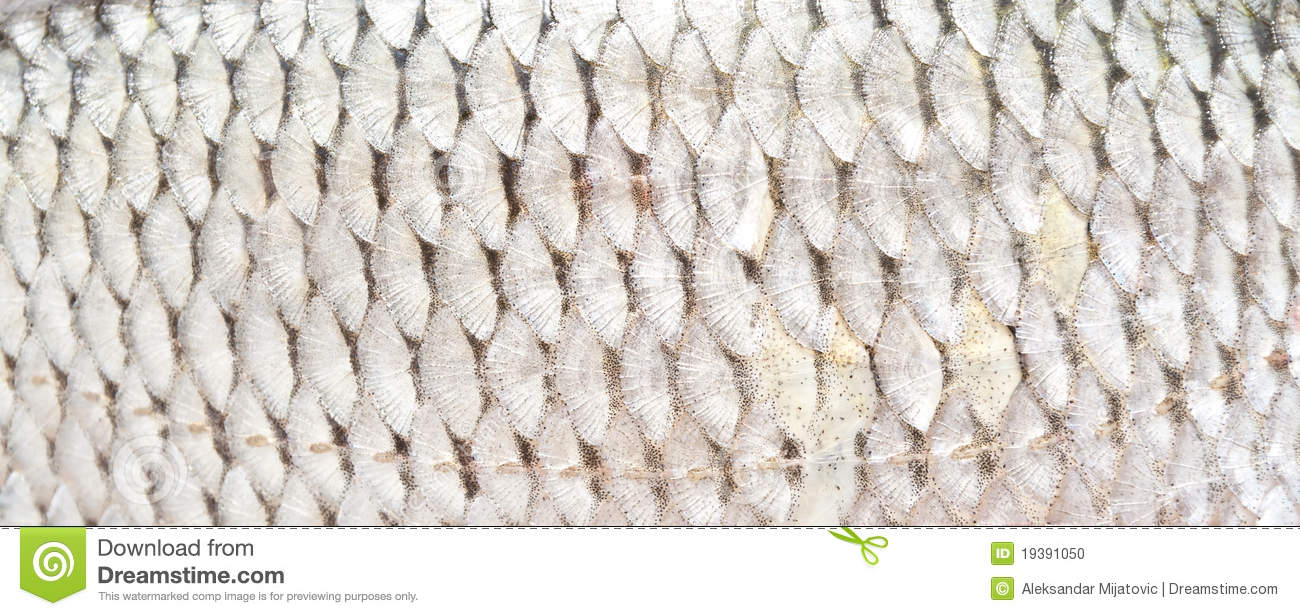 fish-scales-texture-19391050.jpg