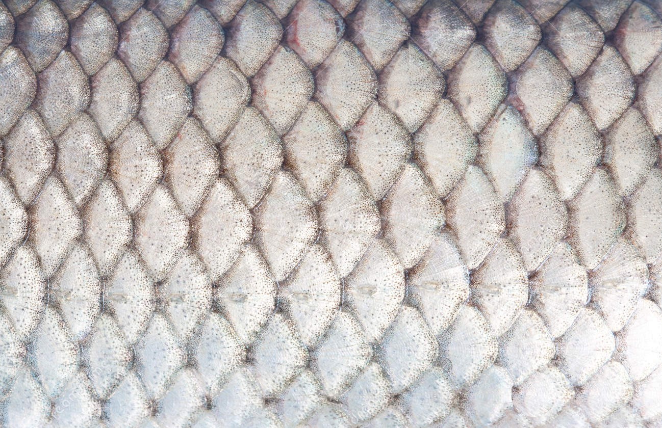 fish-texture-scales-close-up-33635116.jpg