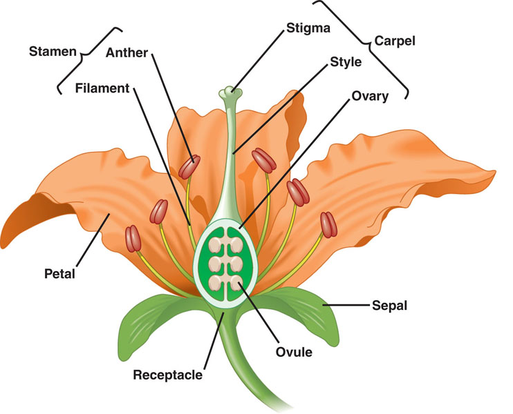 flower_anatomy.jpg