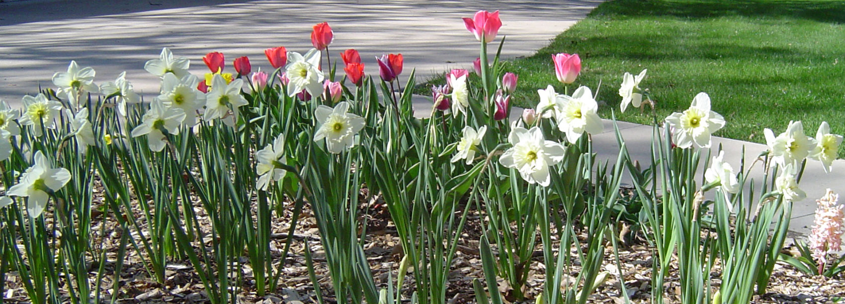 flowers 008.jpg