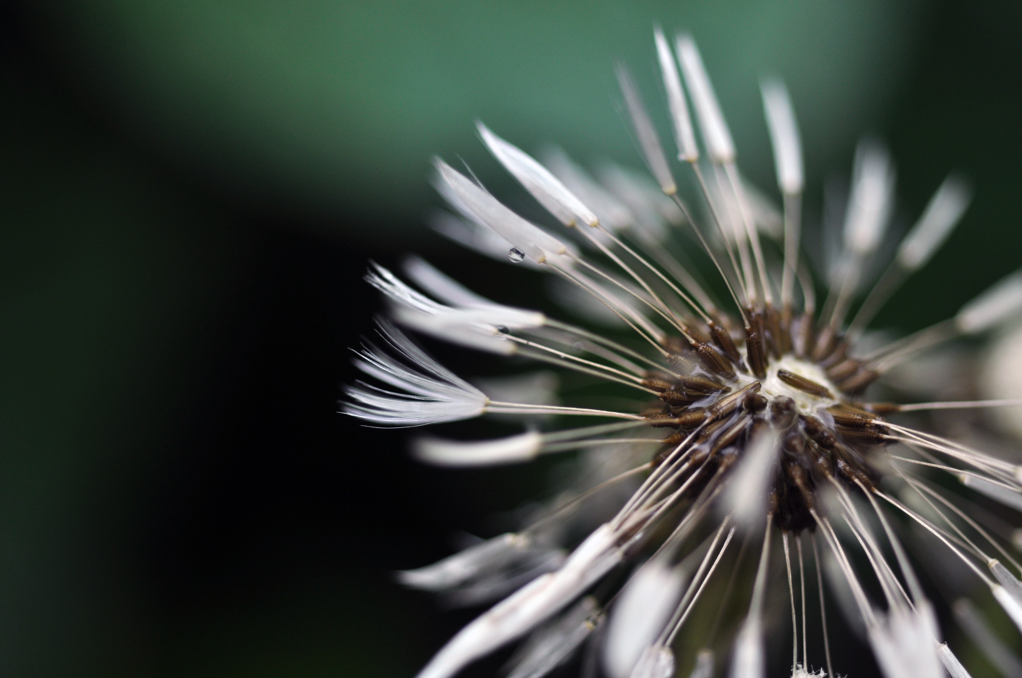 flowers after rain 064-1.jpg