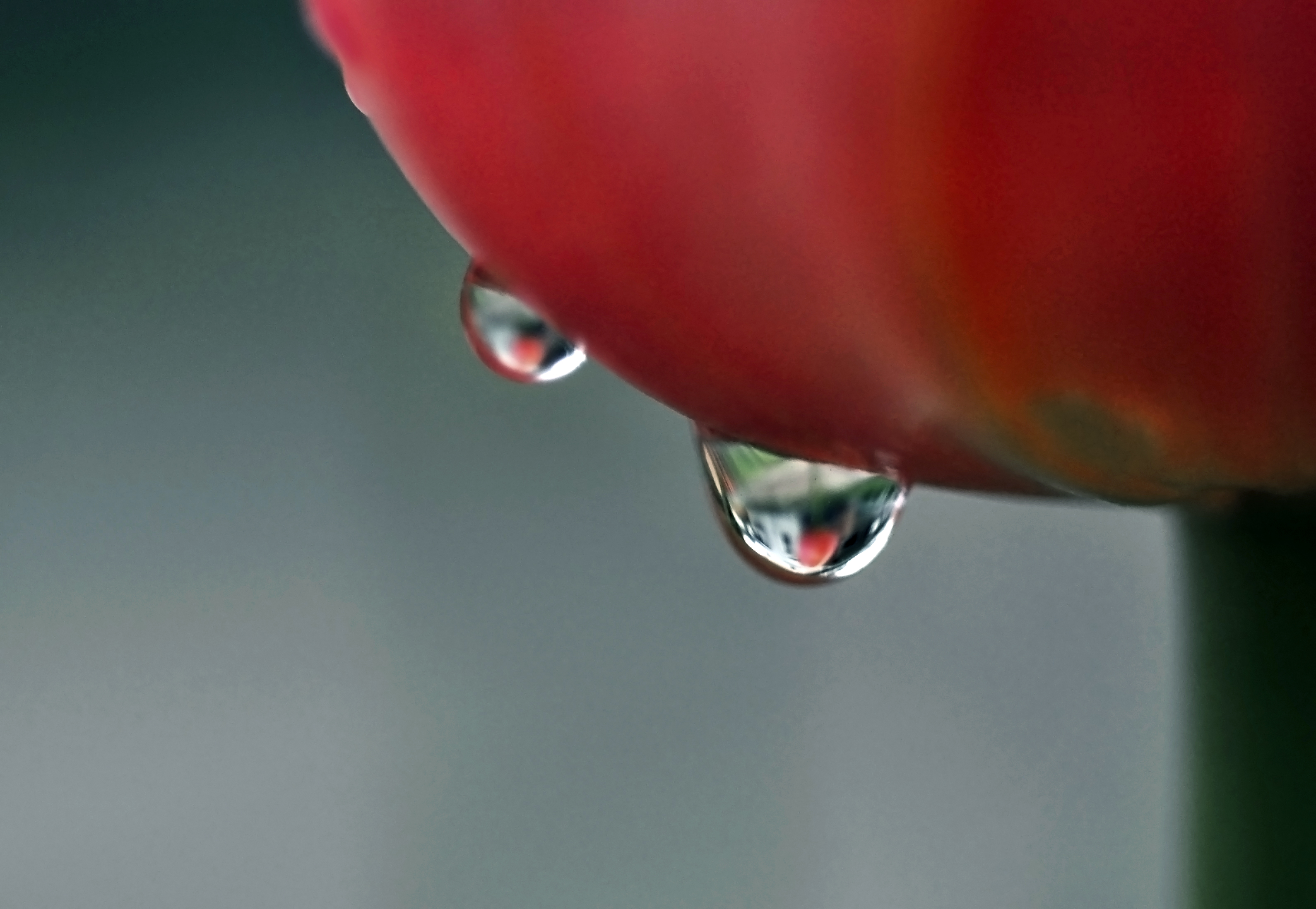 flowers after rain 105-2.jpg