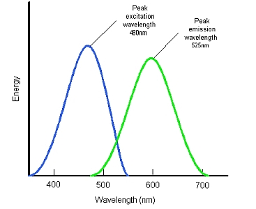 fluorescein.jpg