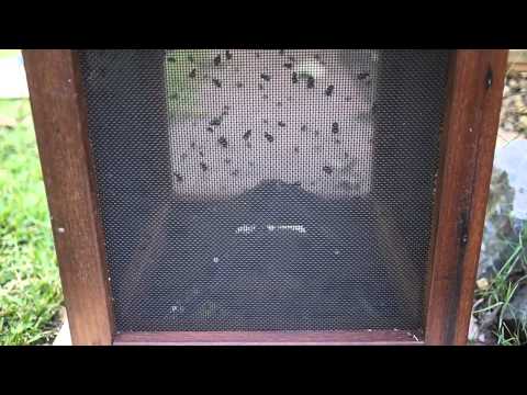 fly trap outside look