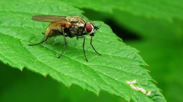 fly-21062_640.jpg