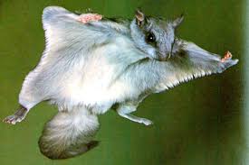 flying squirrel.jpg