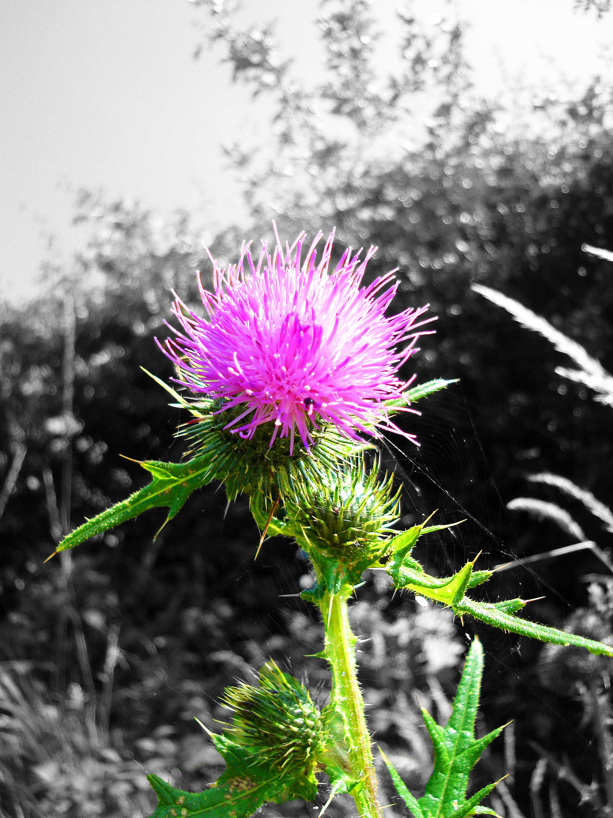 focussed thistle.jpg